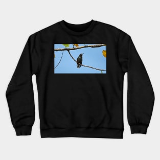 Common Starling Crewneck Sweatshirt